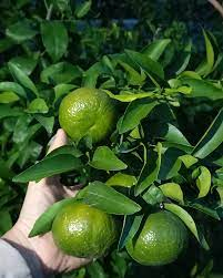 تصویر 3 از قیمت خرید نارنج پیوندی + فروش ویژه